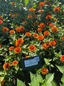Zinnia, Zowie! Yellow Flame Packet