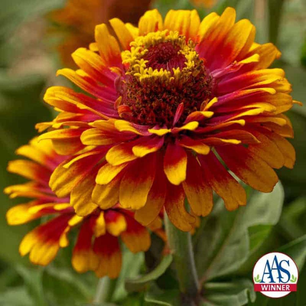 Zinnia, Zowie! Yellow Flame Packet