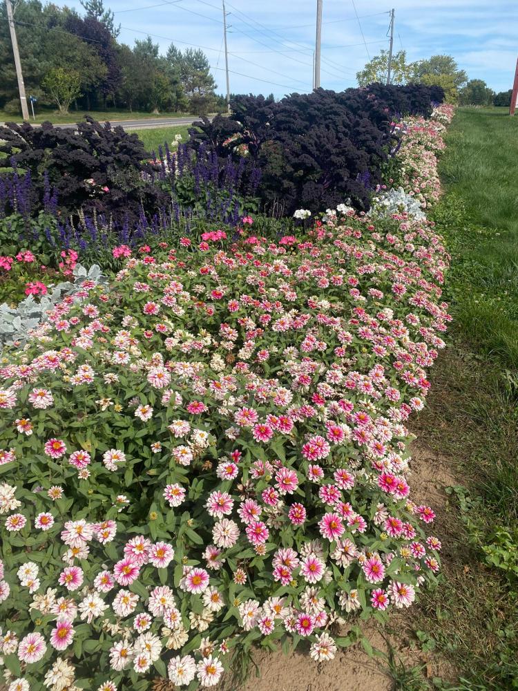 Zinnia, Zahara Double Raspberry Ripple Packet