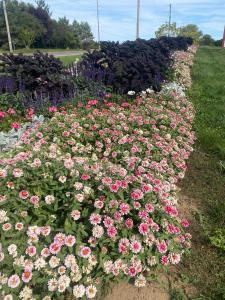 Zinnia, Zahara Double Raspberry Ripple Packet
