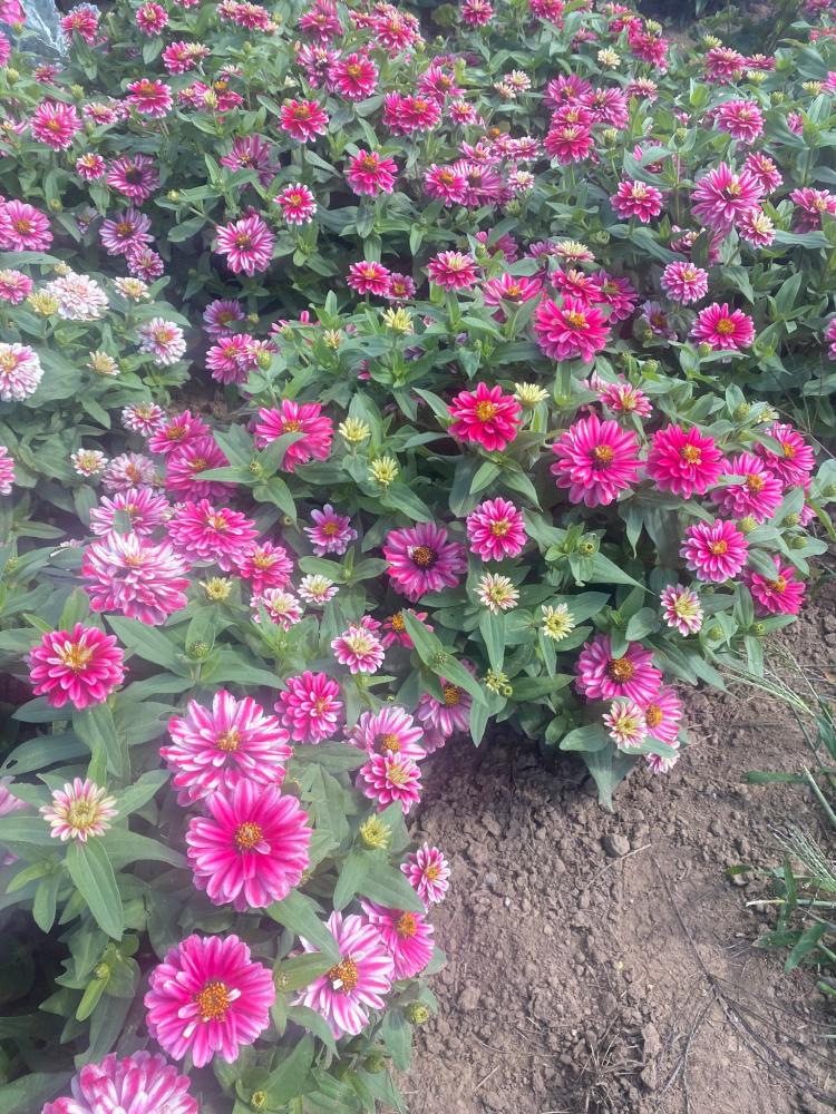Zinnia, Zahara Double Raspberry Ripple Packet