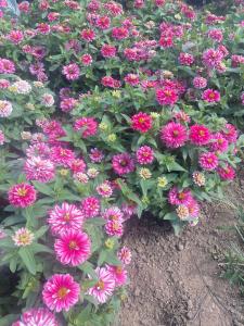 Zinnia, Zahara Double Raspberry Ripple Packet