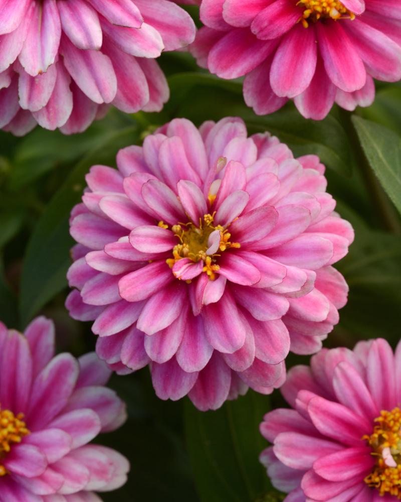 Zinnia, Zahara Double Raspberry Ripple Packet