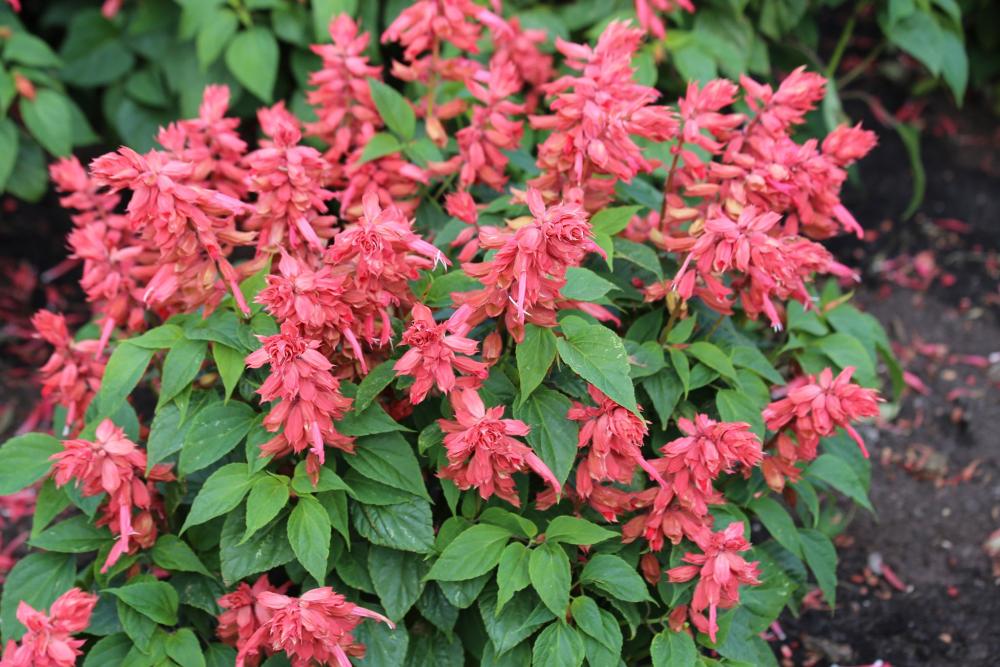 Salvia, Estella Coral Packet