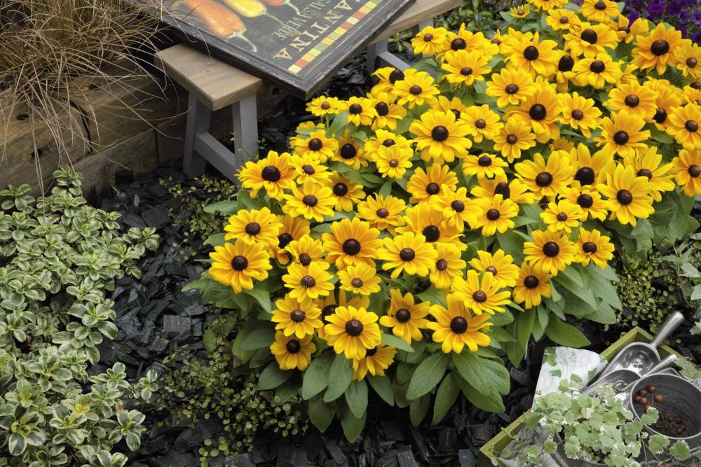 Rudbeckia, Claire Orange Packet