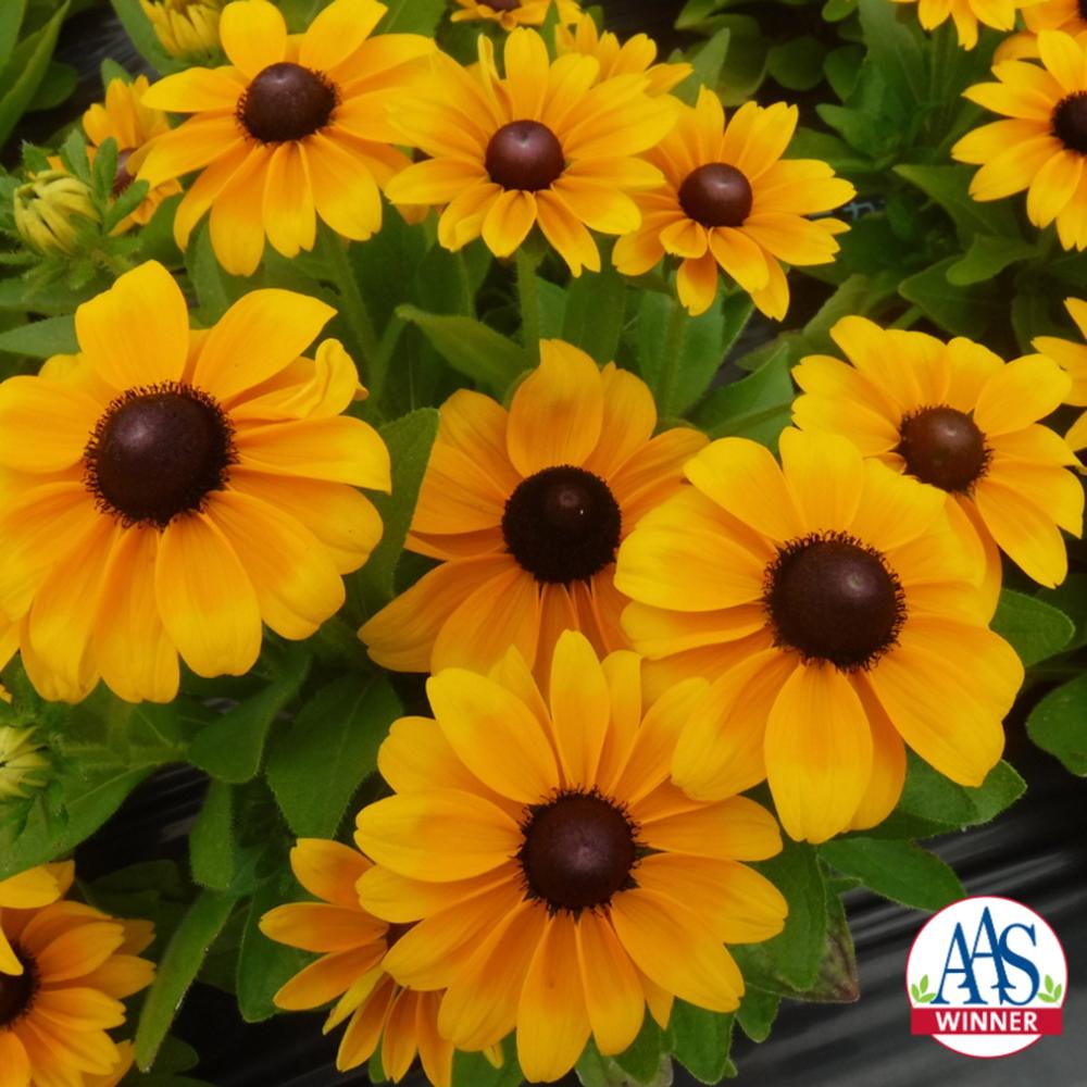 Rudbeckia, Claire Orange Packet