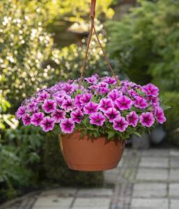 Petunia, Shockwave Rose Vein Packet