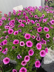 Petunia, Shockwave Rose Vein Packet