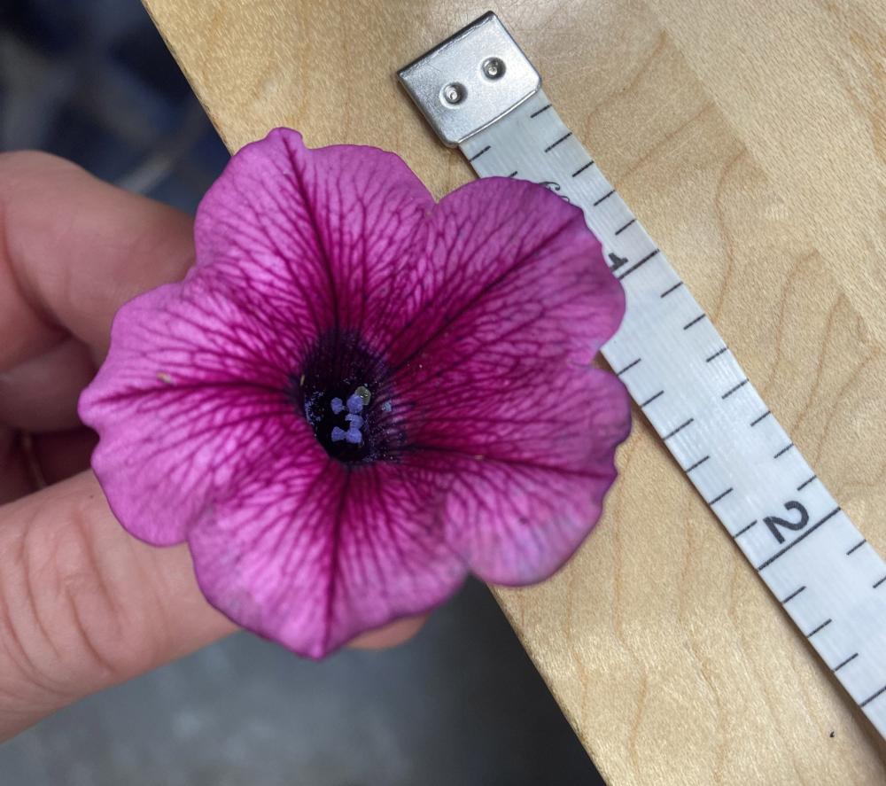 Petunia, Shockwave Rose Vein Packet