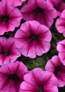 Petunia, Shockwave Rose Vein Packet