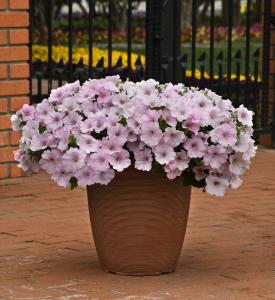 Petunia, Easy Wave Pink Pearl Packet