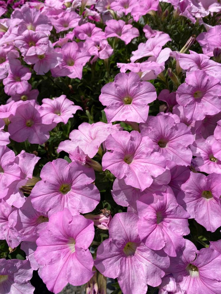 Petunia, Easy Wave Pink Pearl Packet