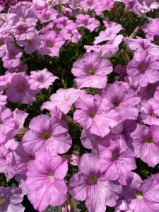 Petunia, Easy Wave Pink Pearl Packet