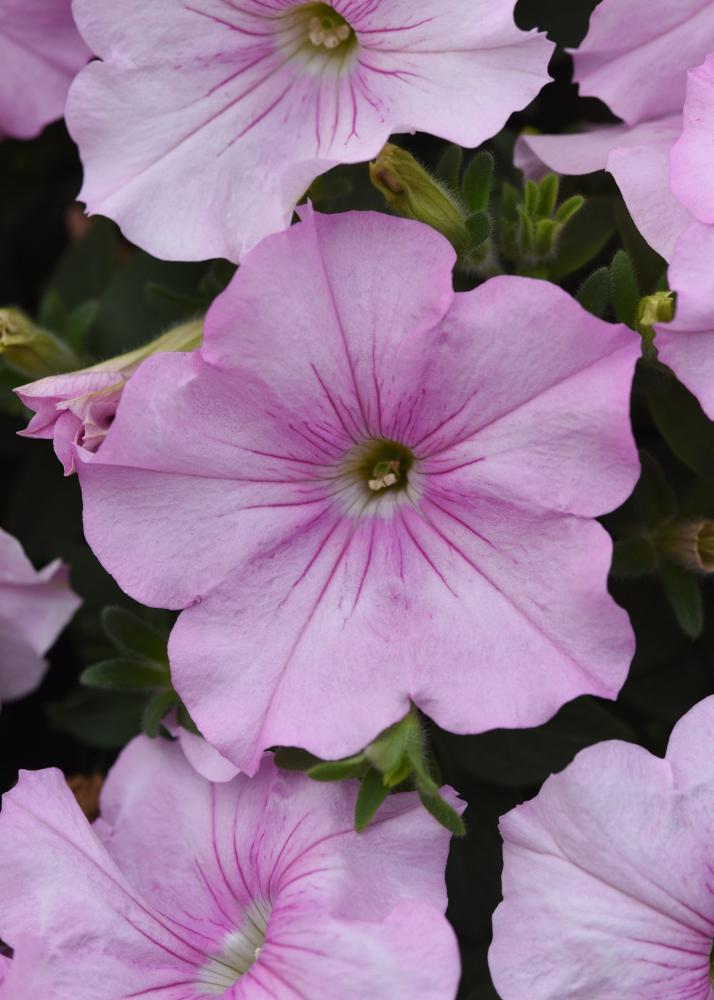 Petunia, Easy Wave Pink Pearl Packet