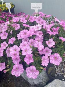 Petunia, Easy Wave Pink Pearl Packet