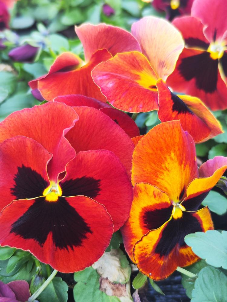 Pansy, Cello Sangria Packet
