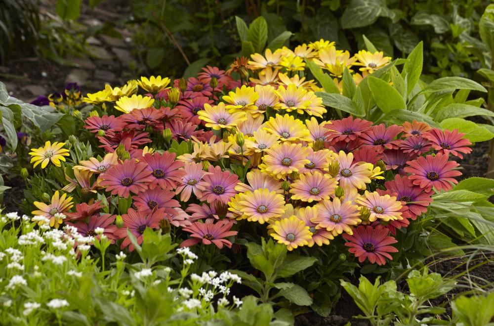 Osteospermum, Hawaii Sunset Packet