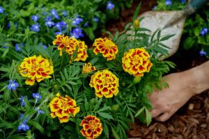 Marigold, Mango Tango Packet