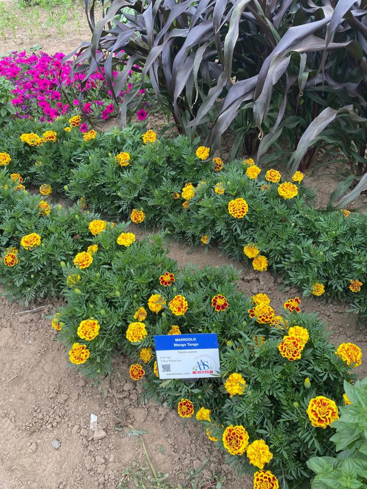 Marigold, Mango Tango Packet