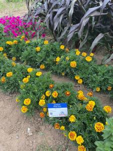 Marigold, Mango Tango Packet