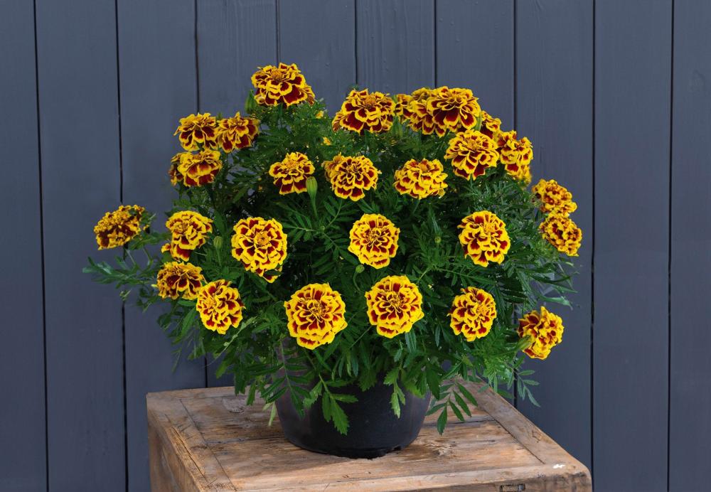 Marigold, Mango Tango Packet