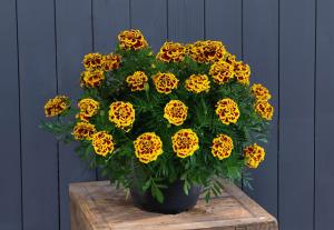 Marigold, Mango Tango Packet