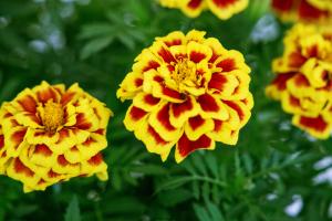 Marigold, Mango Tango Packet