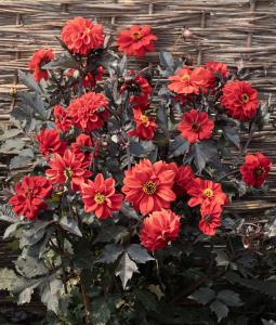 Dahlia, Black Forest Ruby Packet
