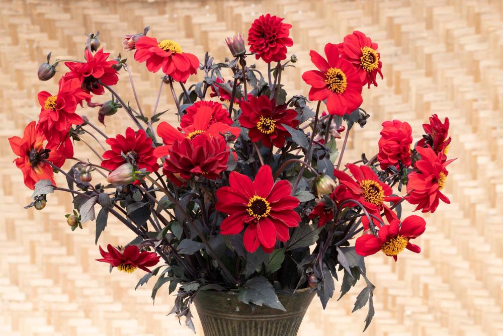 Dahlia, Black Forest Ruby Packet