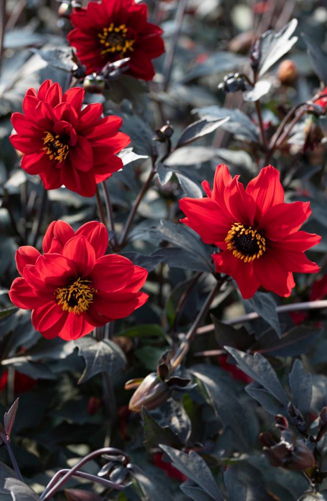 Dahlia, Black Forest Ruby Packet
