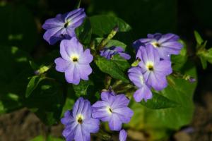 Browallia, Blue Lady Packet