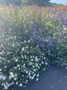 Browallia, Blue Lady Packet