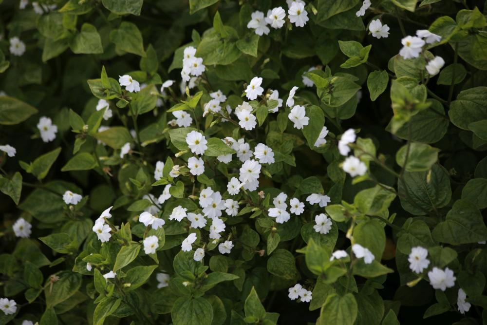 Browallia, White Lady Packet