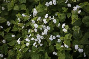 Browallia, White Lady Packet