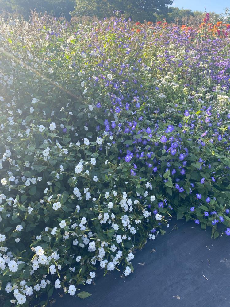 Browallia, White Lady Packet