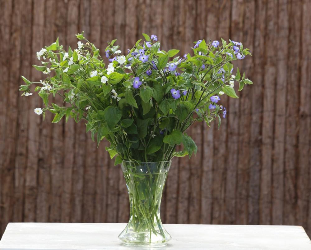 Browallia, White Lady Packet