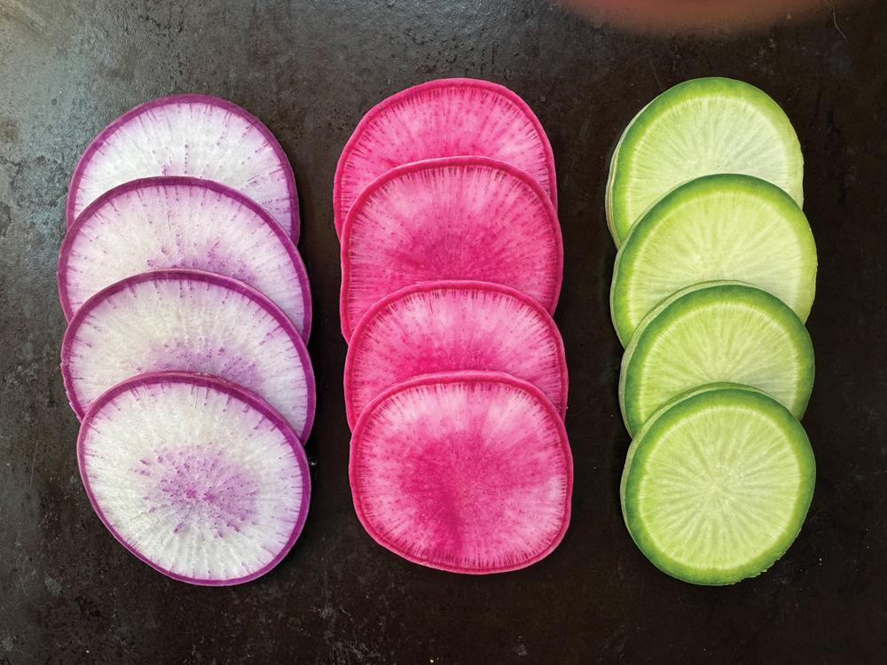 Radish, Deligreen F-1 Packet