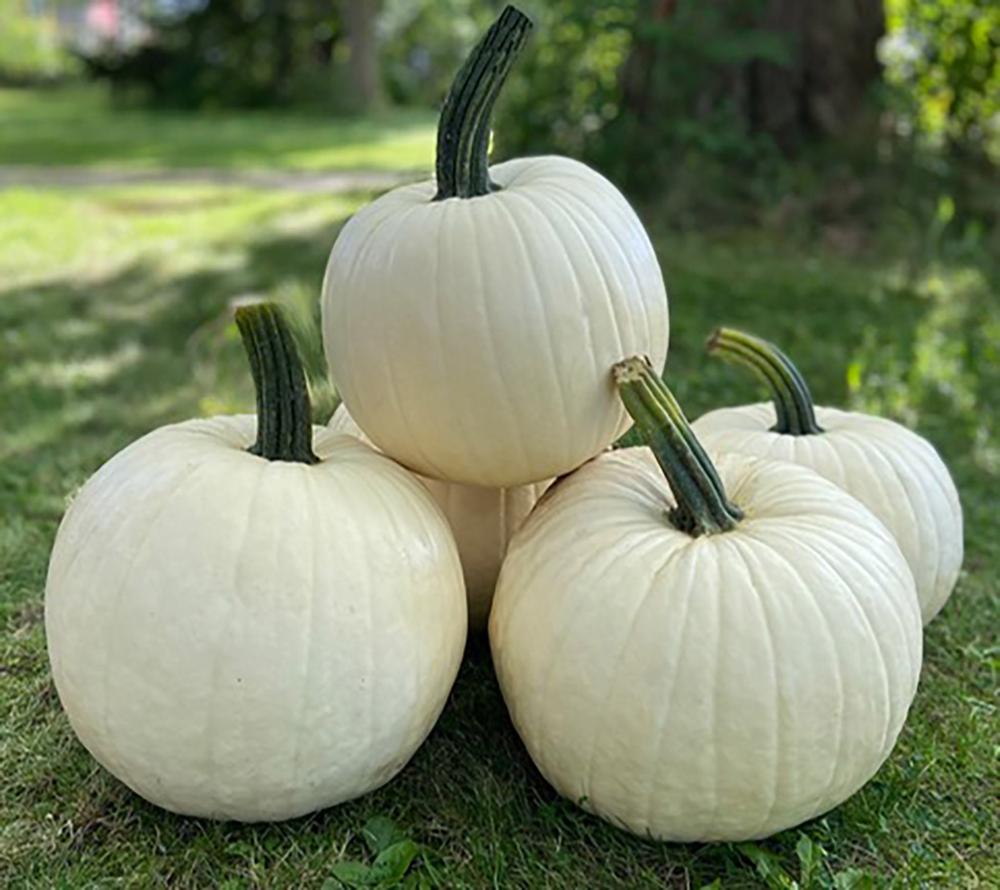 Pumpkin, Abominable Hybrid Packet