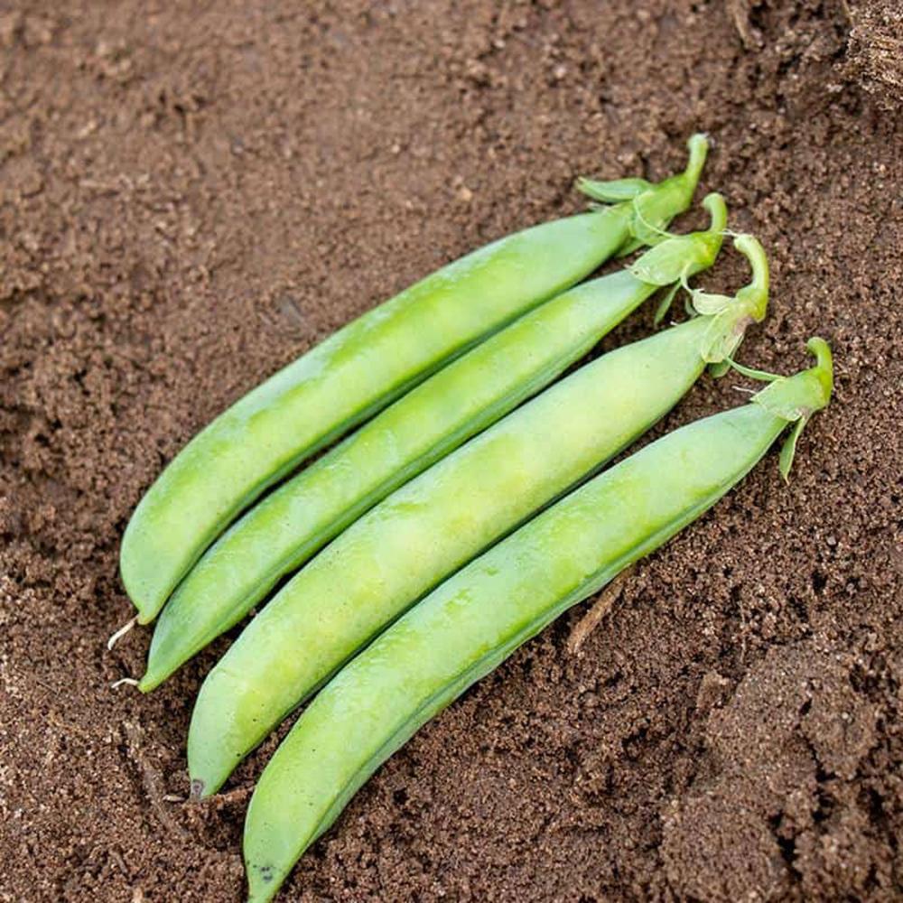 Peas, Sabre Packet