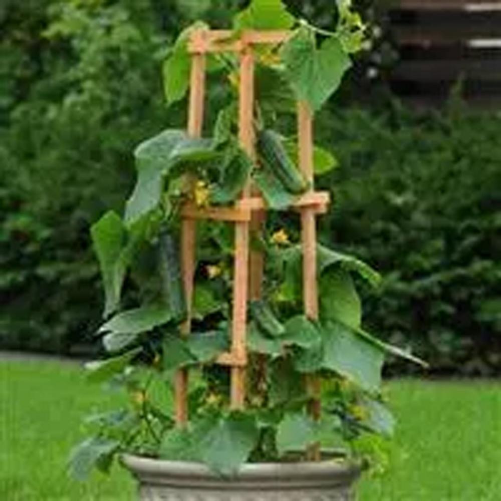 Cucumber, Patio Snacker Hybrid Packet