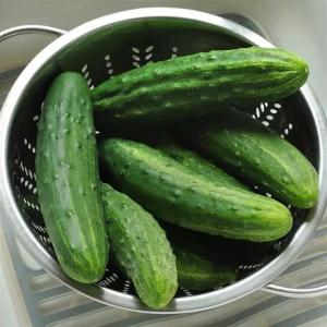 Cucumber, Patio Snacker Hybrid Packet
