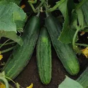 Cucumber, Patio Snacker Hybrid Packet