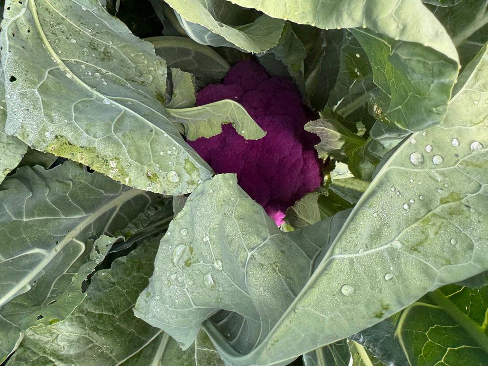 Cauliflower, Amethyst Hybrid Packet