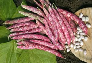 Beans, Flambo Packet