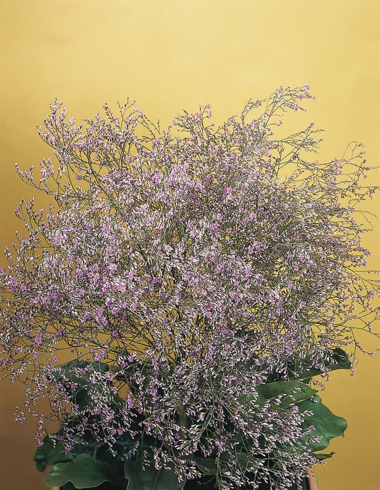Statice, Sea Lavender Packet