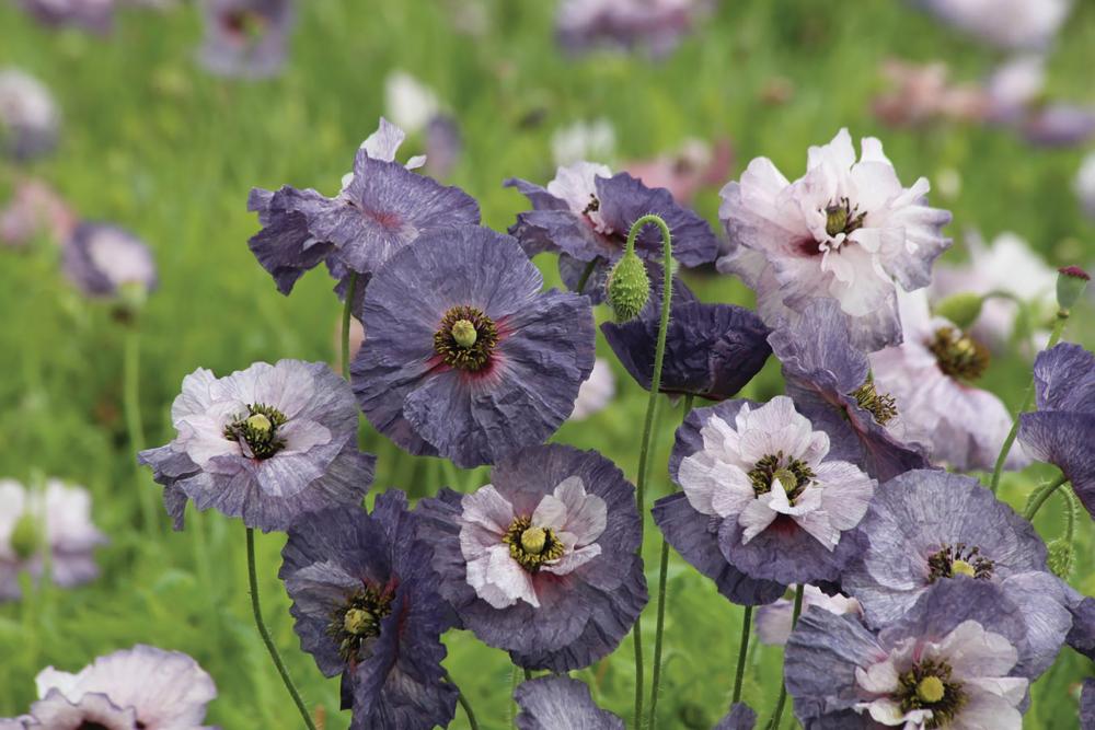 Poppy, Amazing Grey Packet