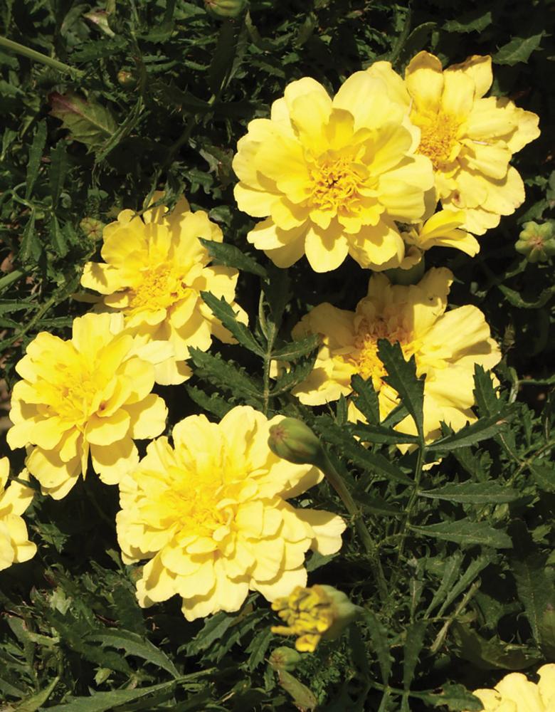 Marigold, Alumia Vanilla Cream Packet