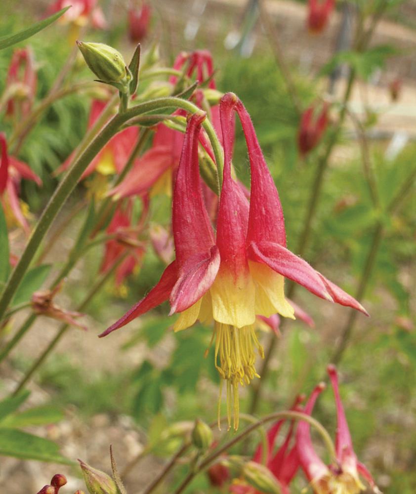 Aquilegia, Eastern Columbine Packet
