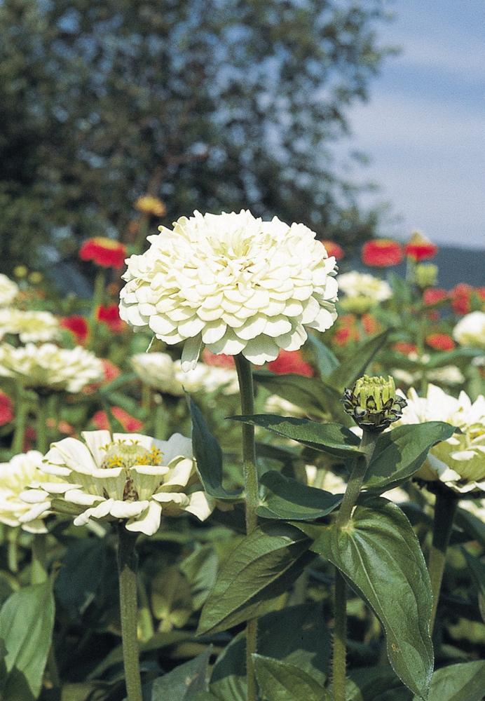 Zinnia, Benary's Giant White Packet