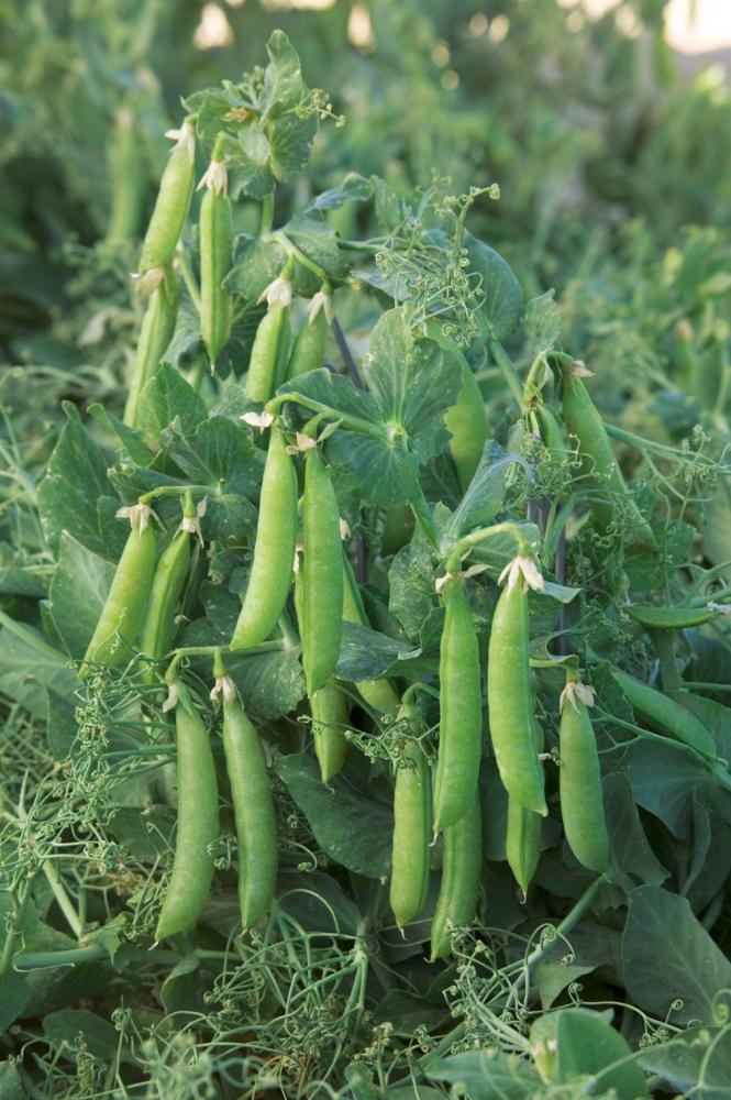 Peas, Sugar Lace II Packet
